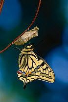 Swallowtail butterfly (Papilio machaon) hatching from chrysalis, controlled conditions