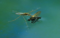 Pond skater (Gerris lacustris) with insect prey, on water surface, UK