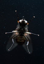 Common house fly (Musca domestica) underside  viewed through glass, UK
