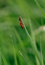 Click beetle (Denticollis sp) on grass, UK.