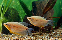 Pearl gourami (Trichogaster leeri) controlled conditions