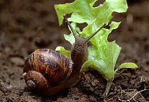 Common snail (Helix aspera) feeding on seedling, UK