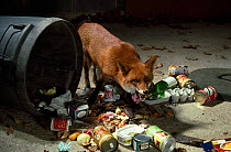 Red fox (Vulpes vulpes) raiding dustbin, UK