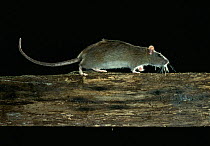 Brown rat (Rattus norvegicus) walking along piece of wood, UK, controlled conditions