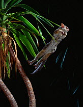 Northern lesser bushbaby (Galago senegalensis) leaping from branch, controlled conditions, from Africa