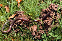 Earthworm (Lumbricus terrestris) on worm cast on lawn, UK