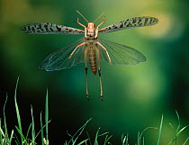 Desert locust (Schistocerca gregaria) in flight, controlled conditions, from Africa