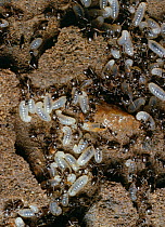 Garden black ants (Lasius niger) adults and larvae in nest, UK