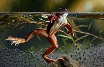 Common frog (Rana temporaria) in water with frogspawn, controlled conditions, UK