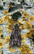 Convolvulus hawkmoth (Agrius convolvuli) on lichen-covered stone, UK