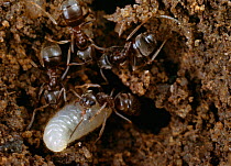 Garden black ants (Lasius niger) adults with larva in nest, UK