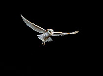 Barn owl (Tyto alba) in flight, controlled conditions, UK