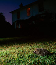 Hedgehog (Erinaceus europaeus) on garden lawn at night, UK