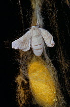 Chinese silkmoth (Bombyx mori) male on coccoon, controlled conditions