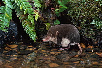 European water shrew (Neomys fodiens) at water's edge, UK,  controlled conditions