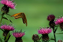 Gatekeeper / Hedge brown butterfly (Pyronia tithonus) in flight over knapweed flowers, UK, controlled conditions