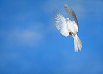 Ringneck / Java dove (Streptopelia roseogrisea) in flight, controlled conditions