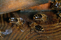 Honey bee (Apis mellifera) worker bees fanning at hive entrance, UK