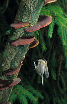 Marsh tit (Poecile palustris) in flight, about to land on branch covered with bracket fungi, UK, controlled conditions