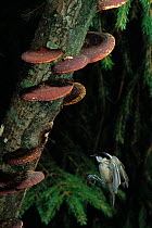 Coal tit (Periparus ater) in flight, about to land on branch covered with bracket fungi, UK controlled conditions
