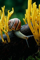 Grove / Banded snail (Cepaea nemoralis) on branch with Staghorns fungus, UK