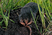 European mole (Talpa europaea) digging mole from ground, UK, controlled conditions