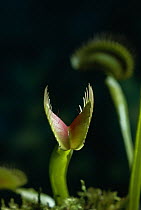 Venus flytrap (Dionaea muscipula) insectivorous plant