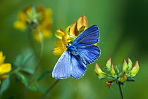 Common blue butterfly (Polyommatus icarus)  feeding from Birdsfoot Trefoil flower, UK