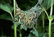 Small tortoiseshell butterfly (Aglais urticae) mass of caterpillar larvae on Stinging nettle (Urtica dioica)foodplant, UK