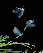 Green lacewing (Chrysopa perla) multiflash sequence of three images of take off, UK, controlled conditions