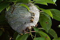 Tree wasps (Dolichovespula sylvestris) at nest in tree, UK
