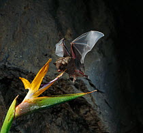 Geoffroy's long nosed bat (Anoura geoffroyi) in flight sipping nectar from Strelitzia flower, South America , controlled conditions