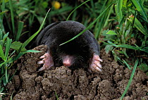 European mole (Talpa europea) emerging from molehill, UK, controlled conditions