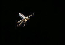 Non-biting midge (Chironomus sp) flying, UK, controlled conditions