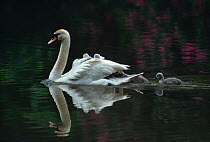 Mute swan (Cygnus olor) with cygnets on water, UK