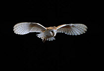 Barn owl (Tyto alba) in flight, controlled conditions