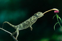 European chameleon (Chamaeleo chamaeleon) catching insect with tongue, controlled conditions