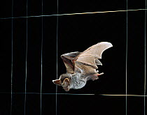 Greater false vampire bat (Megaderma lyra) flying in complete darkness between wire strands, demonstrating echo location, Research at Frankfurt University, Germany, controlled conditions