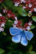 Adonis blue butterfly (Polyommatus bellargus) on flowers, UK