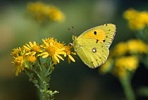 Clouded yellow butterfly (Colias crocea) on Ragwort flowers, UK