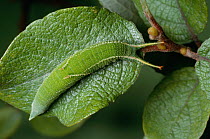 Caterpillar larva of Lesser purple emperor (Apatura ilia) camouflaged on green leaf, Europe