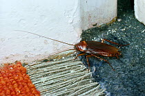American cockroach (Periplaneta americana) on corner of room, UK