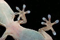 Gecko (Tarentola sp) close up of feet gripping glass, controlled conditions