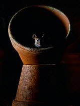 House mouse (Mus musculus) in flowerpot, UK, controlled conditions