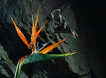 Geoffroy's long-nosed bat (Anoura geoffroyi) flying to Strelitzia flower, South America, controled conditions