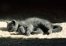 Domestic cat, British blue cat lying on rug, UK