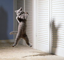 Domestic cat, British blue cat leaping into the air, UK