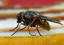 Common house fly (Musca domestica) UK