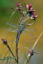 Emperor dragonfly (Anax imperator) male on thistle plant, UK