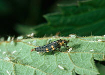 Seven spot ladybird (Coccinella septumpunctata) larva feeding on aphid, UK